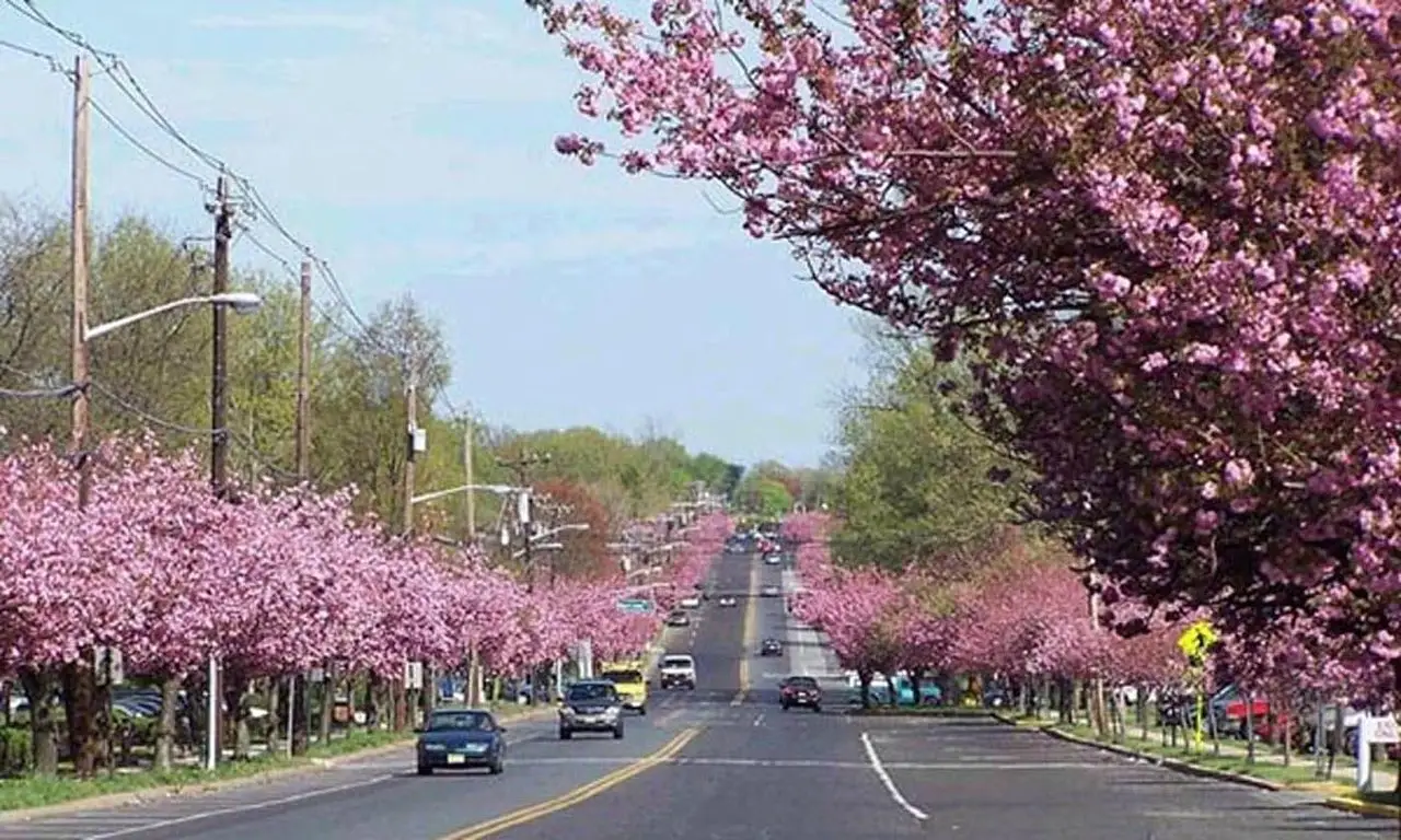 seo cherry hill new jersey